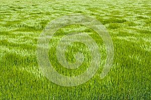 Natural green grass with the waves of wind. background texture. Element of design. Waves of wind rolling through fields