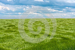 Natural green grass with the waves of wind. Waves of wind rolling through fields of long grass of wheat under the blue