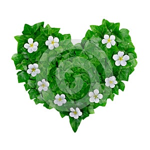 Natural green heart pattern made of ivy leaves and white flowers. Flat lay