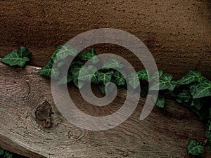 Natural green ivy leaves on turquoise painted wooden wall background. Creative wallpaper, website backdrop for design.