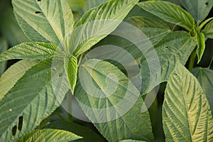 Natural green Jute Leaves Close-up photos in the field of Bangladesh