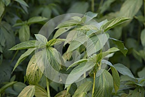 Natural green Jute Leaves Close-up photos in the field of Bangladesh