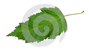 natural green leaf of acer ginnala (amur maple