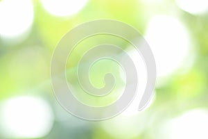 Natural green leaf blur background