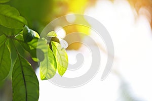 Natural green leaf on blurred sunlight  background in garden ecology fresh leaves tree close up beautiful plant