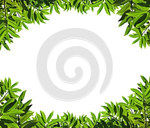 Natural green leaf frame