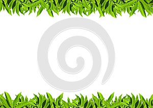 Natural green leaf frame