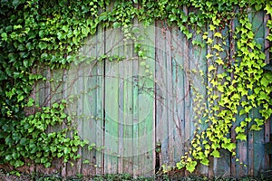 Natural green leaf frame