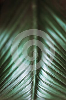 Natural green leaf macro background. Abstract natural backdrop