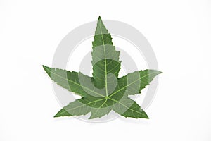 Natural green leaf plane tree with veins on a white background