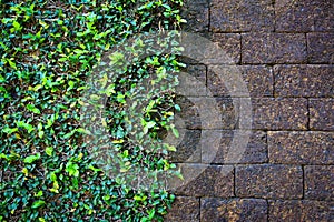 Natural green leaf plant wall half rough grunge old brick wall texture background