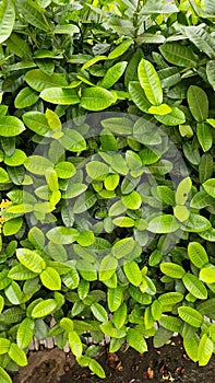 Natural green leaf wall close up