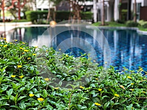 Natural green leaf  and yellow flower with swimming pool background,