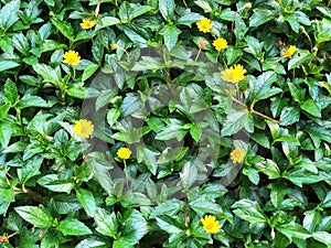 Natural green leaf  and yellow flower wall with natural light,