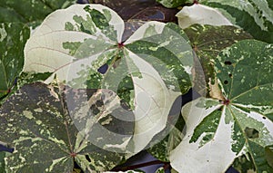 Natural green leaves with army texture, camouflage appearance