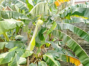 The natural green leaves of the banana tree is occurring in the garden