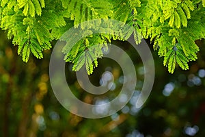 Natural green leaves with blur bokeh spring or summer background