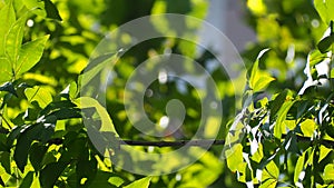 Natural green leaves with blur bokeh spring or summer