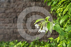 Natural green leaves and blurred walls in the garden. Background. selective focus