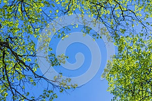 Natural green leaves and branches on background of blue sky, tree crown of trees from below upwards