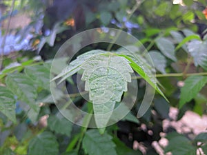 Natural green leaves on green background