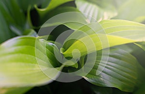 Natural green leaves. Natural background. Wallpaper. Close-up. Selective focus