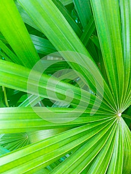 Natural green leaves in summer season for background