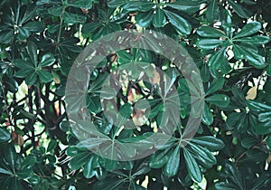 Natural green leaves of a tropical bush close up