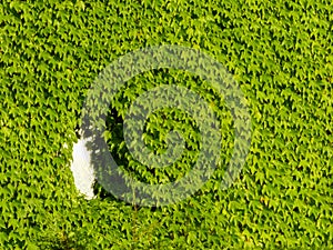 Natural Green leaves wall background