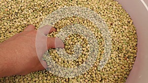 Natural green lentils, unsorted garbage and stony lentils