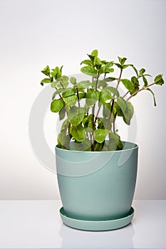 Natural green mint grass in a blue pot