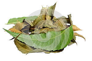 Natural green neem leaves