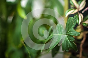 Natural green plant leaf texture. Background of palm leaves, cacti selective focus