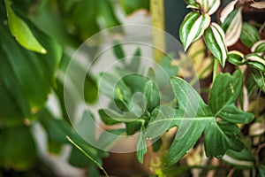 Natural green plant leaf texture. Background of palm leaves, cacti selective focus