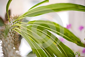 Natural green plant leaf texture. Background of palm leaves, cacti selective focus