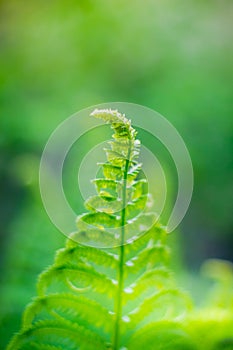 Natural green plant photo