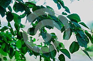 Natural green plants landscape, Closeup. Green leaves pattern background, Natural background and wallpaper