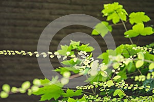 Natural green plants landscape, Closeup. Green leaves pattern background, Natural background and wallpaper