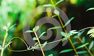 Natural green plants landscape, Closeup. Green leaves pattern background, Natural background and wallpaper