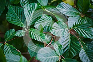 Natural green plants landscape, Closeup. Green leaves pattern background, Natural background and wallpaper