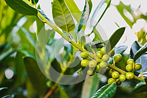 Natural green plants landscape, Closeup. Green leaves pattern background, Natural background and wallpaper