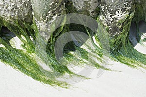 Natural green sea algae