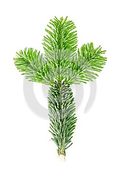 Natural green spruce twig background or texture