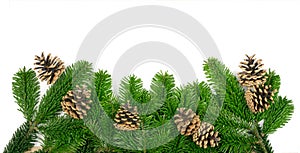 Natural green spruce twig background or texture