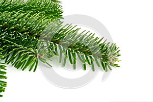Natural Green Spruce Twigs Isolated on White Background