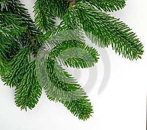 Natural Green Spruce Twigs Isolated on White Background