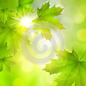 Natural green square background with maple leaves, tree branches and sun rays