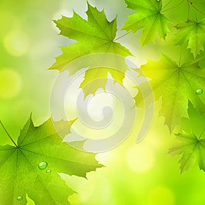 Natural green square vector summer spring background with maple leaves snd tree branches