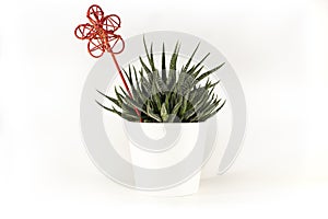 Natural green succulent cactus Haworthia attenuata with red decorative ornament in white flowerpot isolated on white background