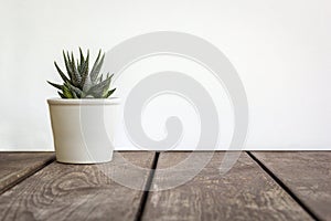 Natural green succulent cactus Haworthia attenuata in white flowerpot on wooden table, on white background, with copy space